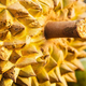 Illustration for article titled What Happens When You Do a Chemical Analysis on the Durian Fruit?